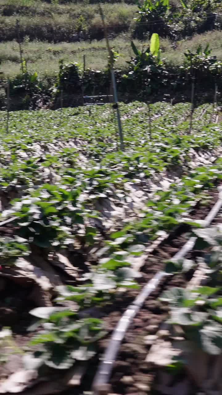 Strawberry Field Cultivation