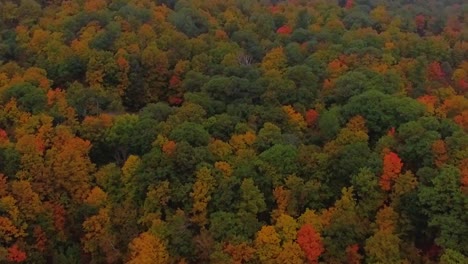 Toma-De-Seguimiento-Aéreo-Hacia-Atrás-Del-Bosque-Brumoso-Y-Colorido-Del-Parque-Gatineau-Durante-El-Otoño