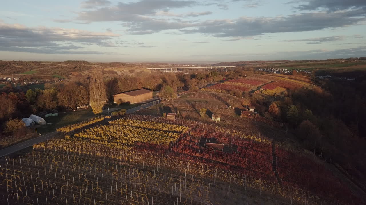 Un drone vola all'indietro sopra i vigneti in autunno.