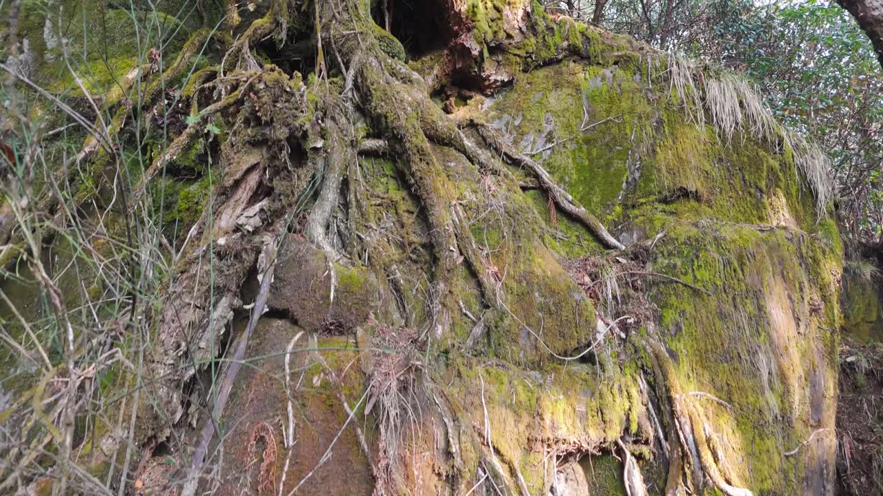 Moss and Roots on a Rock Wall