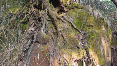 moss and roots on a rock wall