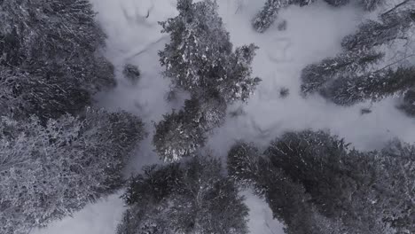 aerial of a frozen forest with snow covered trees in idre, sweden during a cloudy day with fog-1