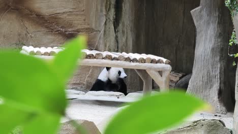 panda en su recinto