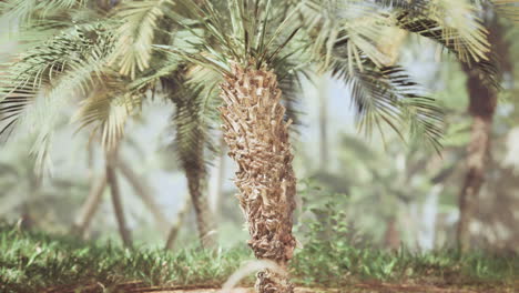 detalle del tronco de una palmera en un jardín tropical