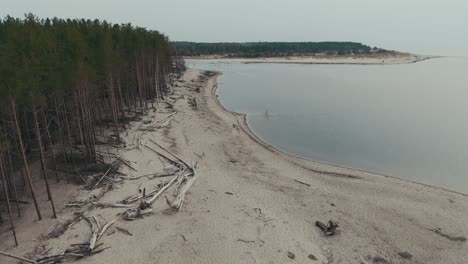 Toma-Aérea-El-Río-Gauja-Desemboca-En-El-Mar-Báltico-Golfo-De-Riga,-Letonia-Pinos-Rotos-Después-De-La-Tormenta-Y-La-Orilla-Arrastrada