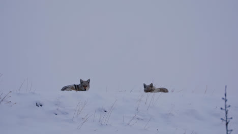 wide view of two winter coat coyotes in snowy canada, eye contact shot