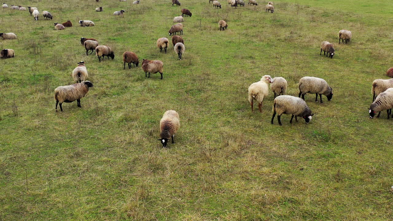 Sheep grazing. Herd of brown and white sheep feeding and resting on pasture. Fluffy animals on a meadow. View from above.
