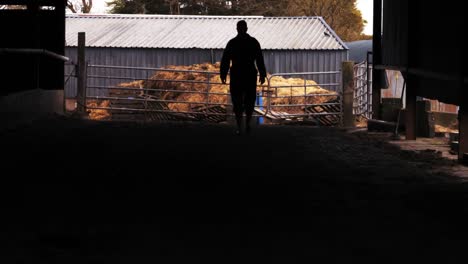 silhouette of cattle farmer walking