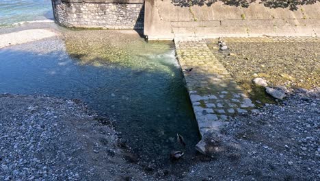 a duck swims near a stone wall