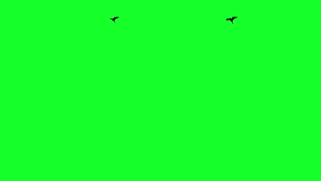 rooks flying on chroma key