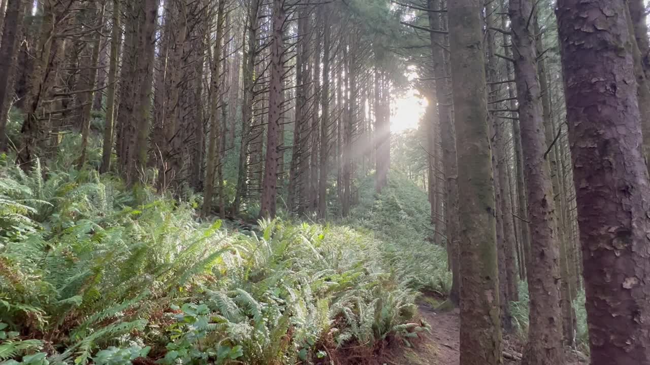 Raggi di sole attraverso la foresta pluviale sulla costa dell'Oregon negli Stati Uniti
