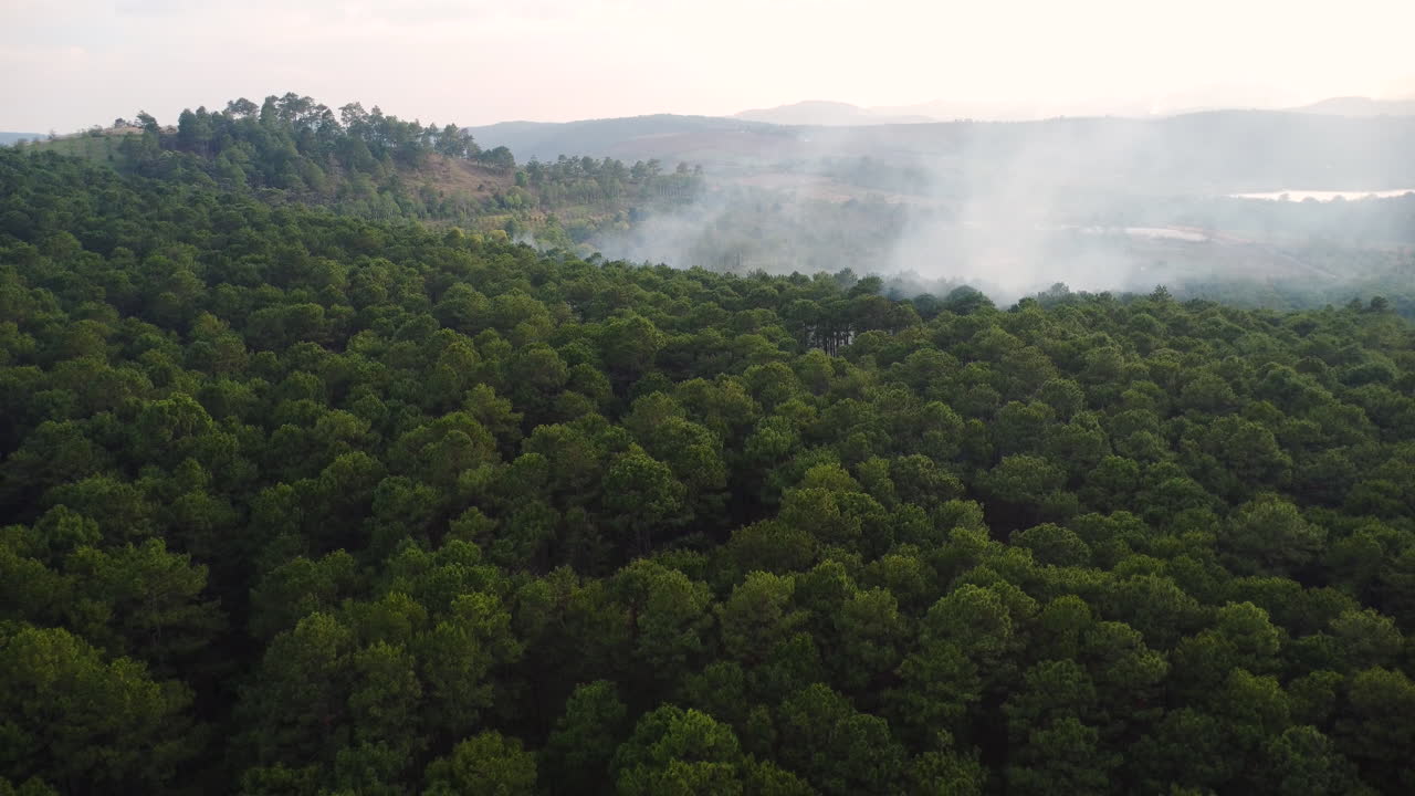 humo que se eleva sobre los árboles en el bosque tropical durante el incendio, concepto de cambio climático