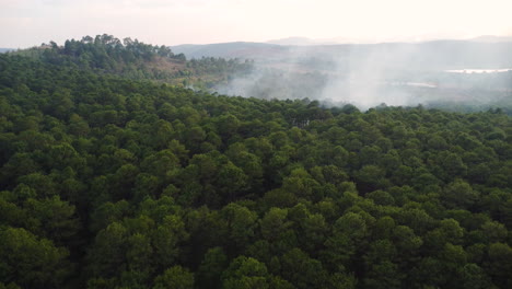 Smoke-rising-over-trees-in-tropical-forest-during-fire,-climate-change-concept
