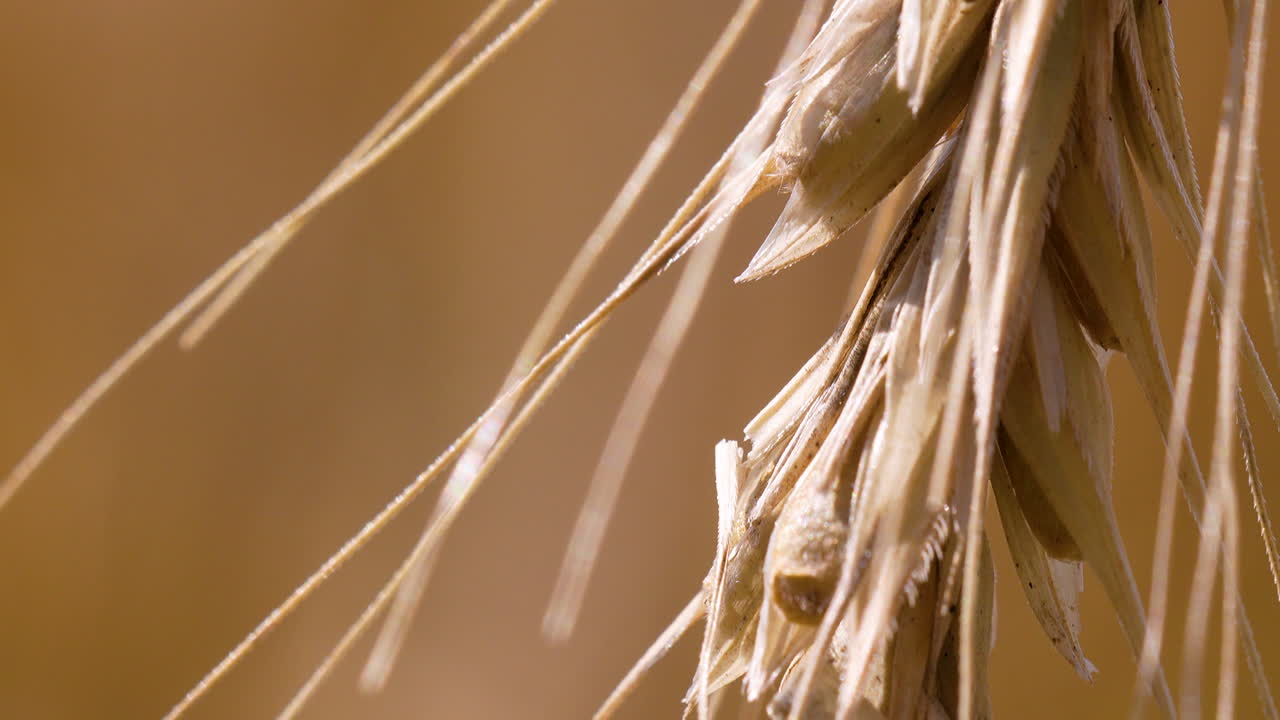 Close-up of ripe wheat ear with dry husks, macro texture in golden sunlight