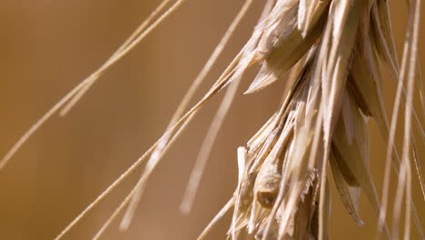 close-up of ripe wheat ear with dry husks, macro texture in golden sunlight