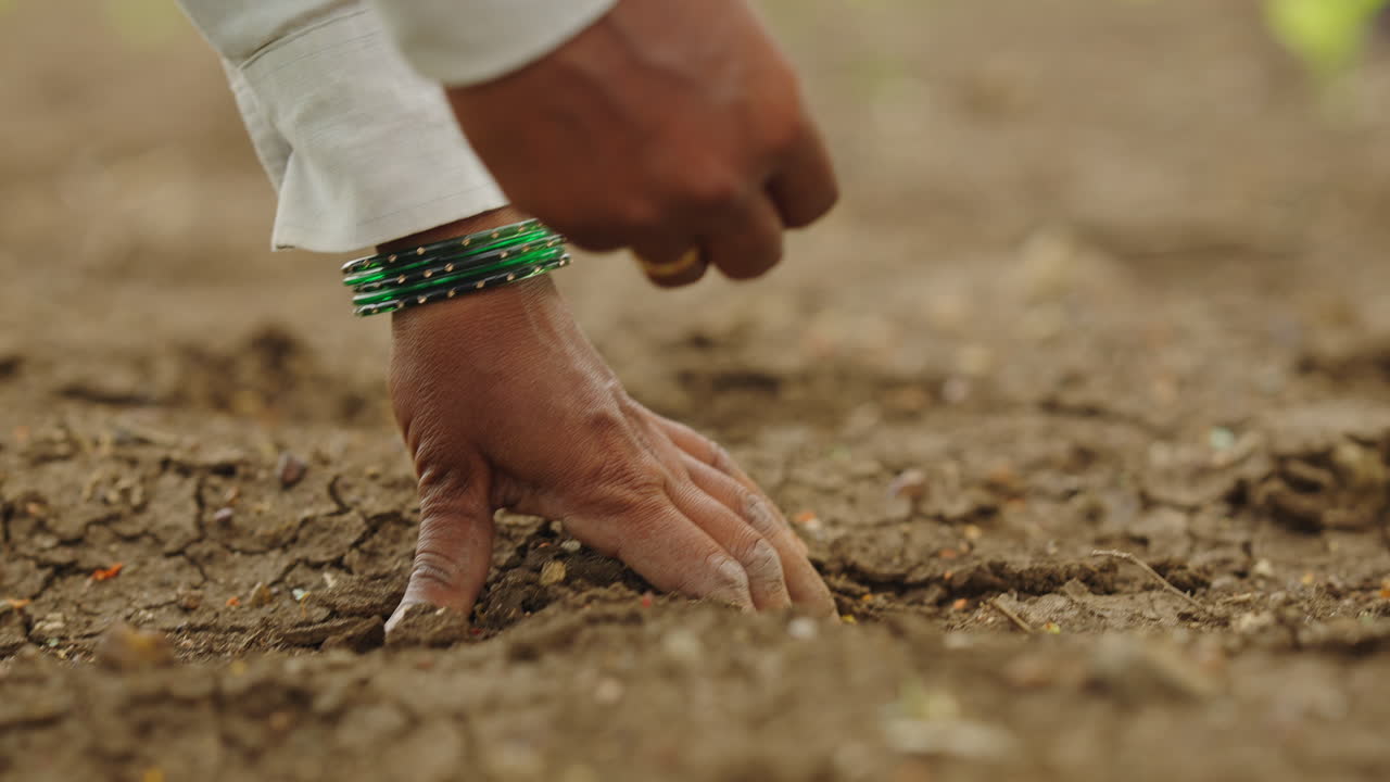 Planting Seedlings in the Field