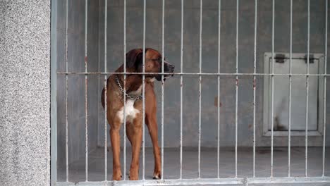 brown dog in a kennel looking through metal bars