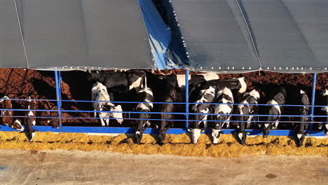 sustainable dairy farming: efficient open-air livestock management