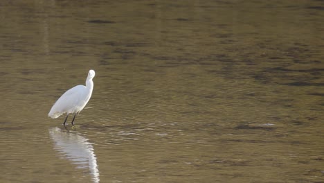 Weißer-Seidenreiher,-Der-Im-Seichten-Wasser-Des-Yangjae-Stroms-In-Südkorea-Spaziert---Zeitlupe