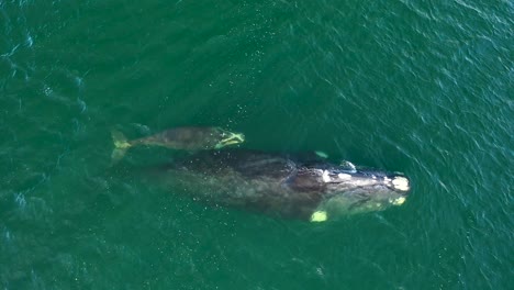 Aerial-view-of-Southern-Right-Whale-and-newborn-calf-in-False-Bay-at-Fish-Hoek,-South-Africa