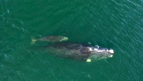 aerial view of southern right whale and newborn calf in false bay at fish hoek, south africa