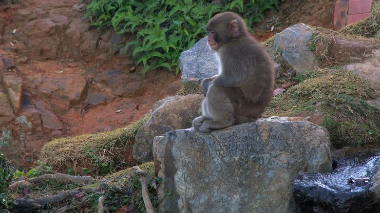 Young Macaque monkey sits on boulder looking adorable near Kyoto Japan