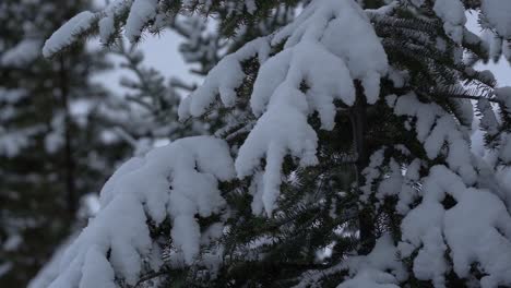 disparo en cámara lenta de nieve sobre un pino congelado en el parque nacional de banff en canadá