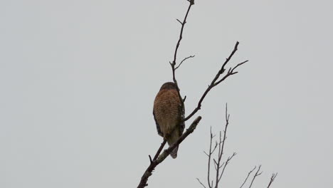 red shouldered hawk perched on a large, barren branch in the pouring rain
