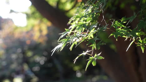 Hojas-Verdes-De-Arce-Japonés-Balanceándose-En-El-Viento-En-Un-Día-Soleado-En-El-Parque