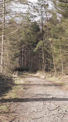 forest path in daylight