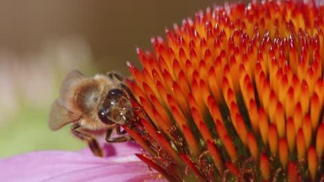 macro of a busy bee drinking nectar on coneflower head