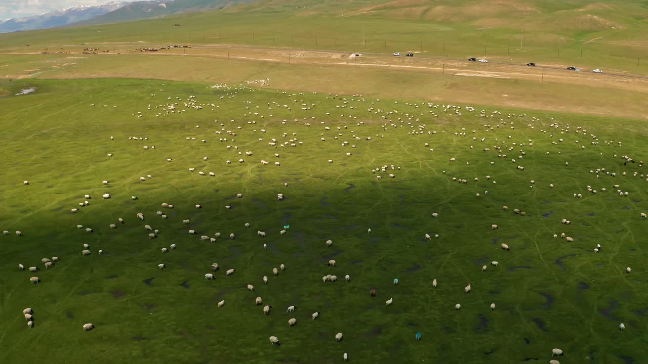bayinbuluku pastizales y ovejas en un buen día.