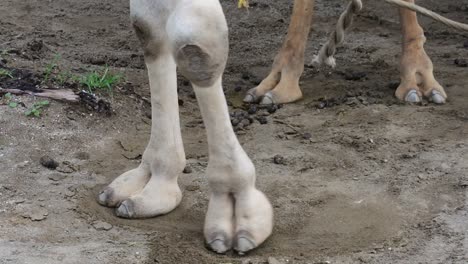 camels-toe-in-cages-that-are-used-as-a-means-of-transportation-for-tourists,-moving-camels-toe