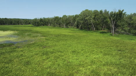 lush green grassland, river and forest at upper mississippi river - beef slough in summer in wisconsin, usa