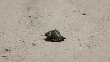el cangrejo ermitaño atraviesa lentamente la playa de arena.