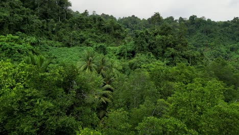 Drone-flying-low-over-a-green-island-jungle-canopy