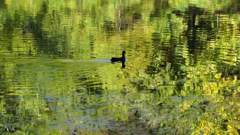 El-Pato-Nada-Y-Se-Alimenta-Del-Agua-Clara-Del-Lago-Que-Refleja-El-Follaje-De-Los-árboles-En-Otoño