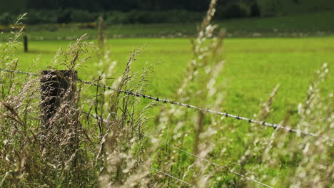 Tall-wild-golden-grass-blowing-in-the-wind,-growing-next-to-farm-pasture-wood-post-fence