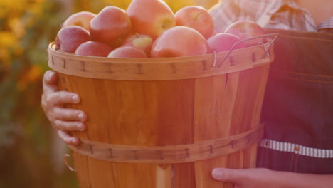 un agricultor sostiene una canasta con manzanas rojas maduras, un pequeño jardín y un concepto de productos orgánicos