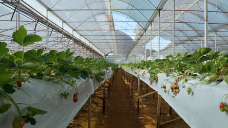 Vast-Strawberry-Greenhouse-with-Long-Rows-of-Growing-Green-Plants-with-Ripe-Berries---dolly-left-low-angle