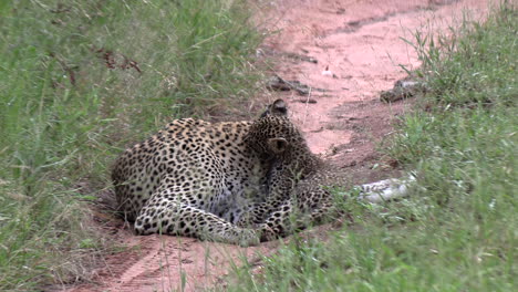 a female leopard lies with her cub on a game trail playing and grooming it