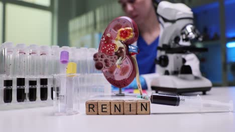 medical laboratory setup with 'renin' blocks, test tubes, and a kidney model