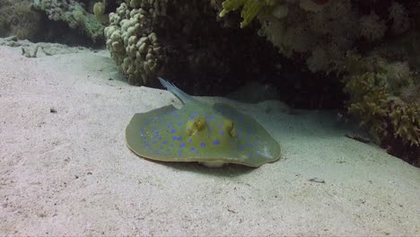 blue spotted ribbontail ray resting on sandy ocean floor in the red sea