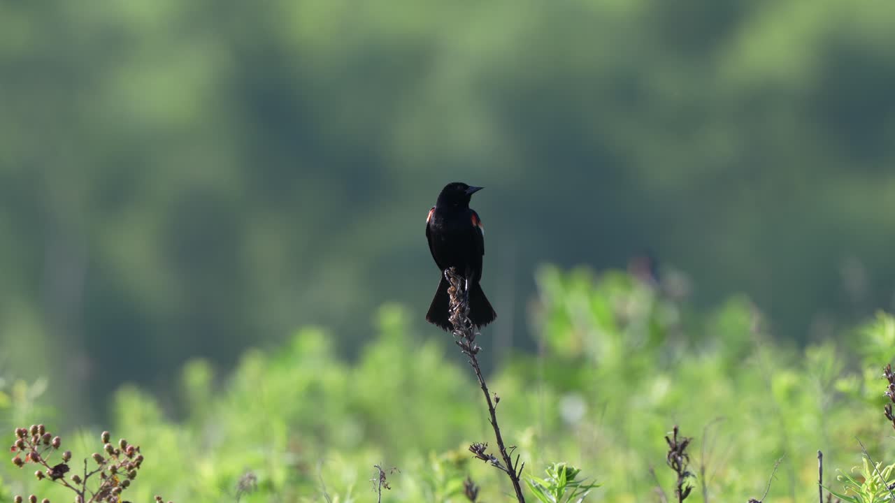 빨간 날개 를 가진 검은 새 가 잡초 줄기 에 앉아 아침 빛 에 노래 하고 있다