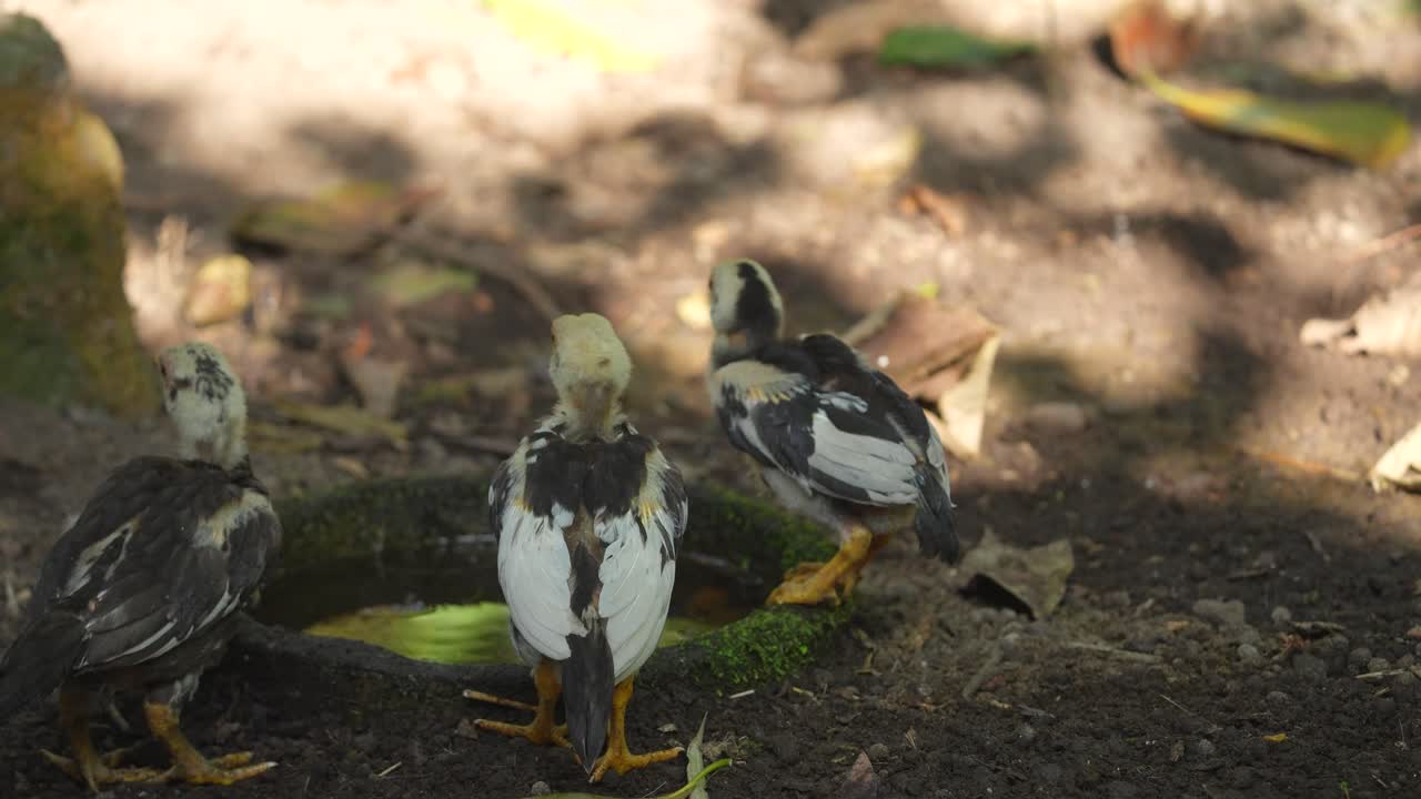 tres pollitas indonesias bebiendo agua. vista trasera