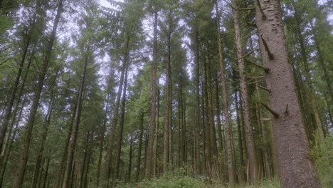 pine trees in english forest on summer day with slow pan