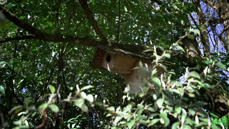 DIY-bird-nesting-box-for-backyard-biodiversity,-in-the-organic-garden-in-France