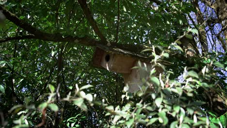 DIY bird nesting box for backyard biodiversity, in the organic garden in France