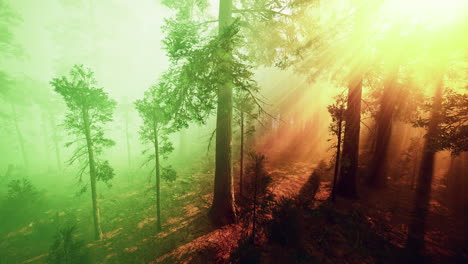 morning-fog-in-the-giant-sequoias-forest