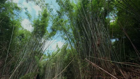 panorámica panorámica inclinada hacia abajo del bosque de bambú con follaje denso y cielo azul